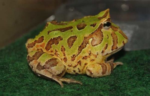 世界上“最霸道”的青蛙，凶残到捕食同类，却成了最受欢迎宠物！