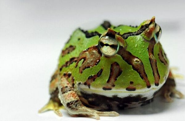 世界上“最霸道”的青蛙，凶残到捕食同类，却成了最受欢迎宠物！