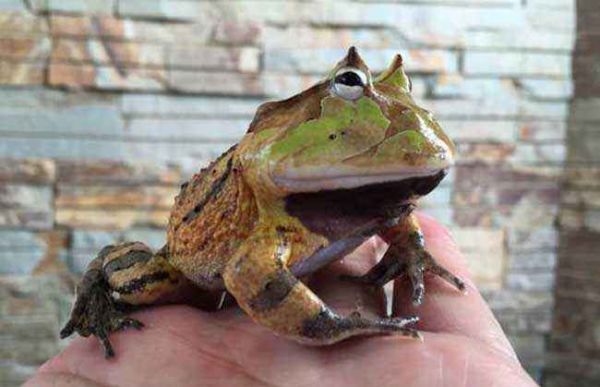 世界上“最霸道”的青蛙，凶残到捕食同类，却成了最受欢迎宠物！