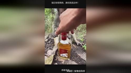 背后秘密揭晓，真相竟是这样！