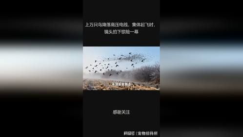 上万只鸟降落高压电线，集体起飞时，镜头拍下惊险一幕