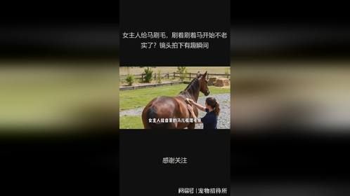 女主人给马刷毛，刷着刷着马开始不老实了？镜头拍下有趣瞬间