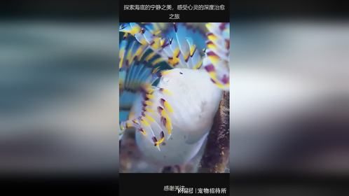 探索海底的宁静之美，感受心灵的深度治愈之旅