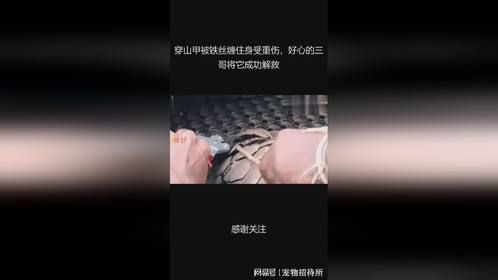穿山甲被铁丝缠住身受重伤，好心的三哥将它成功解救