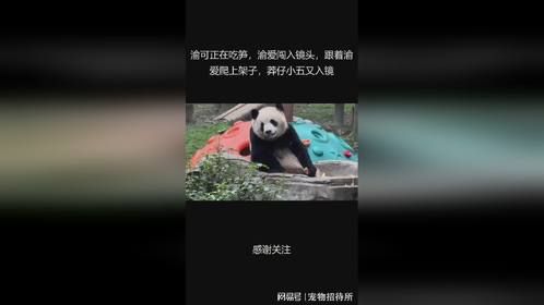 渝可正在吃笋，渝爱闯入镜头，跟着渝爱爬上架子，莽仔小五又入镜