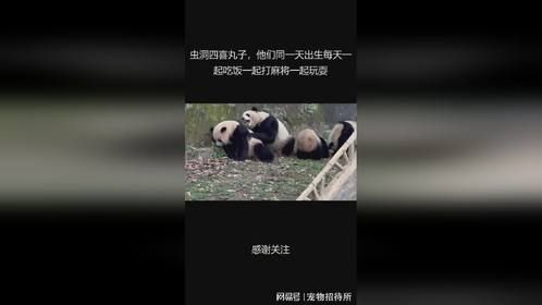 虫洞四喜丸子，他们同一天出生每天一起吃饭一起打麻将一起玩耍