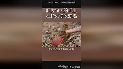 毛虫闯入蚁窝，竟敢享受蚂蚁美食