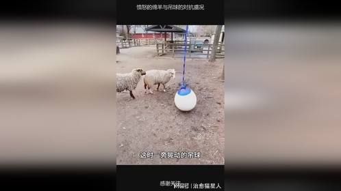 愤怒的绵羊与吊球的对抗盛况