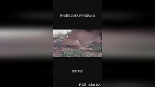 动物重生的感人瞬间精选合集