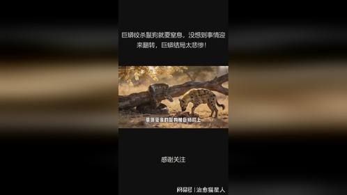 巨蟒绞杀鬣狗就要窒息，没想到事情迎来翻转，巨蟒结局太悲惨！