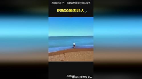 虎鲸调皮行为：伪装鲨鱼吓唬浅滩玩耍者