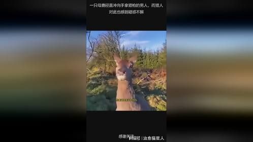 一只母鹿径直冲向手拿猎枪的男人，而猎人对此也感到疑惑不解