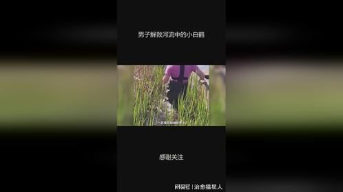 男子解救河流中的小白鹤