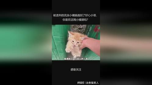 被遗弃的流浪小橘猫遇到了好心小哥，你喜欢这周小橘猫吗？