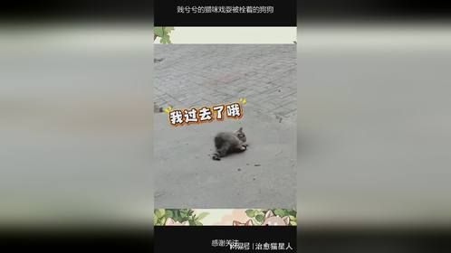 贱兮兮的猫咪戏耍被栓着的狗狗