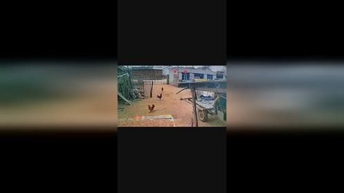 真实战斗鸡，邻居公鸡私闯民宅，被自家公鸡秒杀
