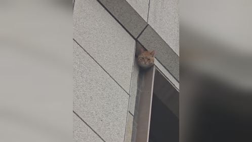 橘猫脑袋卡在门框，太欢乐了