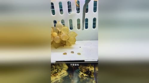 孵化乌贼宝宝的暴击经历！