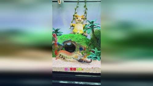 就连皮皮虾也有不一样的生活！