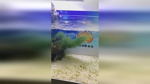 豚哥的海水家族