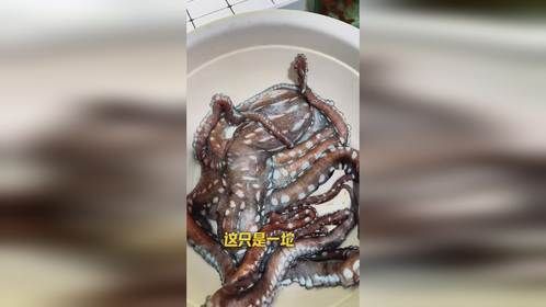 神奇动物在抖音