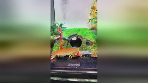 豚哥的海水家族