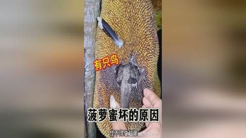 菠萝蜜坏的原因，小鸟藏进了里面