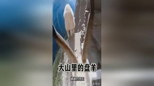 大山里的盘羊，走路走路穿梭自如