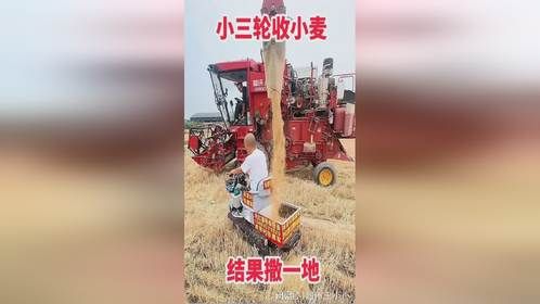 小三轮收小麦，结果撒一地！