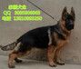 北京锤系德牧纯种德牧高品质德牧幼犬北京家福犬业
