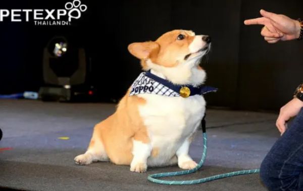 2026泰国曼谷宠物用品展览会（Pet Expo Thailand）什么时候举办？2026泰国曼谷宠物用品展览会攻略！