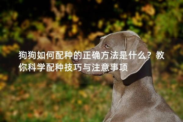 狗狗如何配种的正确方法是什么？教你科学配种技巧与注意事项