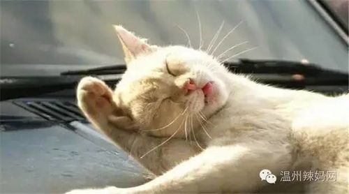 猫咪洗脸一般多少钱？在家自己动手可行吗？