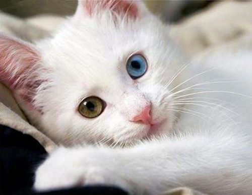 猫咪洗脸一般多少钱？在家自己动手可行吗？