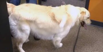 宠物假肢：让宠物重获新生？国内宠物假肢制作机构推荐