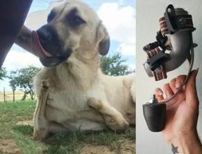 宠物假肢：让宠物重获新生？国内宠物假肢制作机构推荐