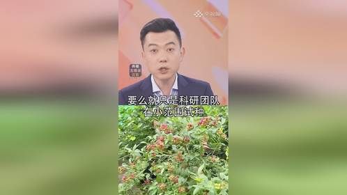 被粉红蓝莓刷屏了！400元/斤？靠谱吗？