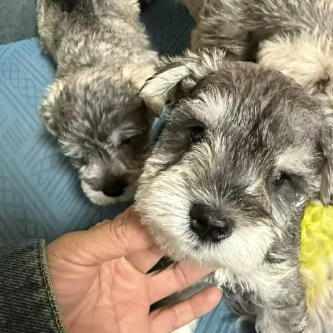 雪纳瑞幼犬（小老头狗），毛发浓密品相佳，活泼温顺，家庭陪伴佳选