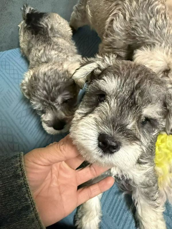 雪纳瑞幼犬（小老头狗），毛发浓密品相佳，活泼温顺，家庭陪伴佳选