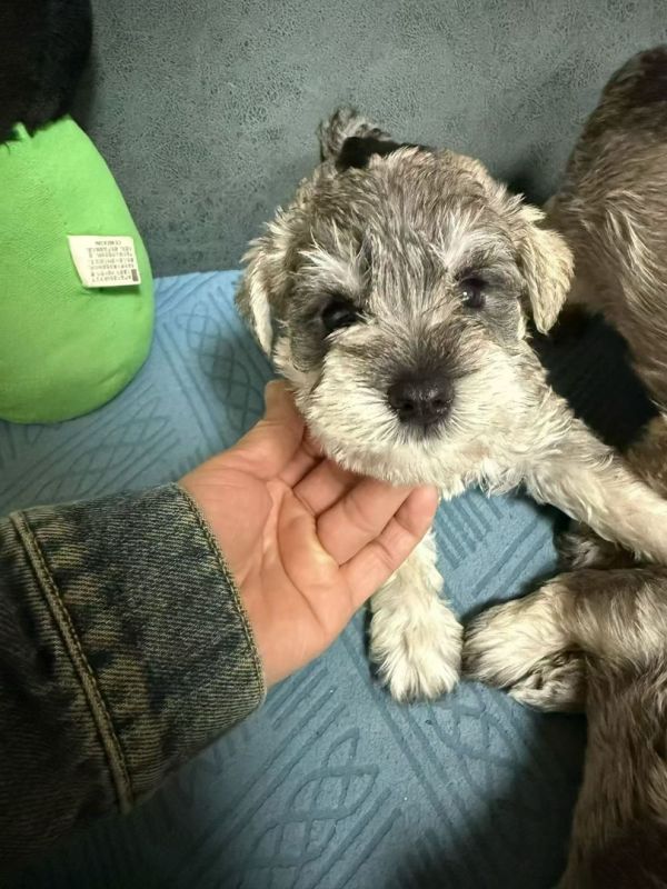 雪纳瑞幼犬（小老头狗），毛发浓密品相佳，活泼温顺，家庭陪伴佳选