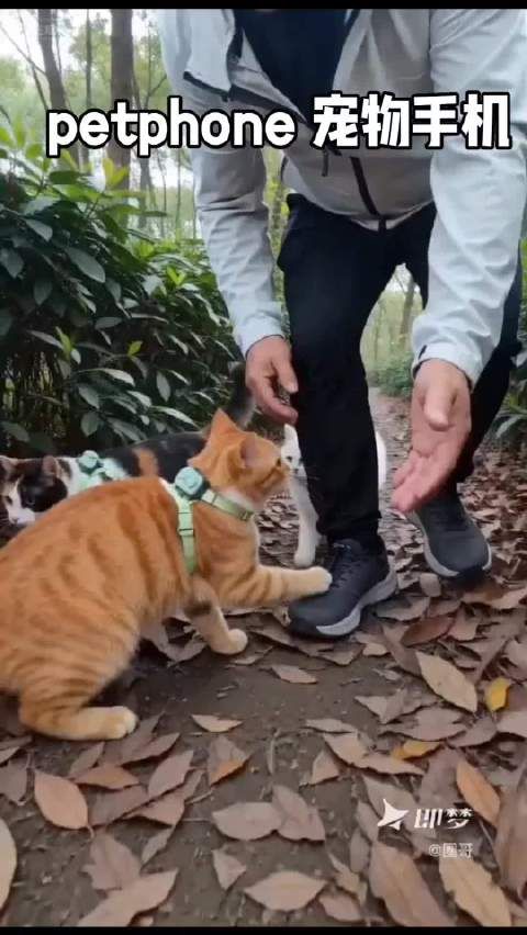 petphone 宠物手机