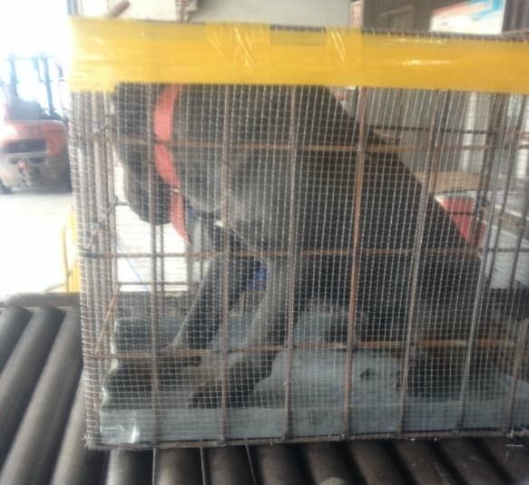 哪家航空公司可以托运宠物_宠物进客舱服务_航空公司携宠出行政策