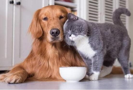 上海博物馆宠物友好活动_上海国际埃及宠物托运价格_上博号古埃及主题游轮带猫夜游浦江