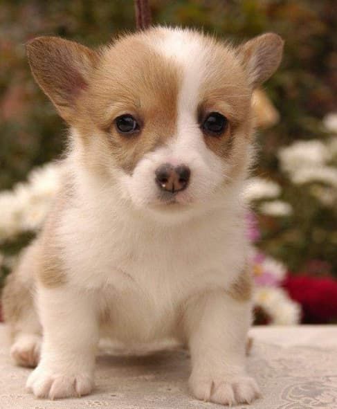 上海活体宠物托运公司_活力上海国际宠物托运_上海宠物托运平台