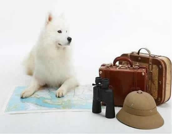 上海国际铁路托运宠物要求_高铁宠物托运预约流程_京沪高铁宠物托运服务