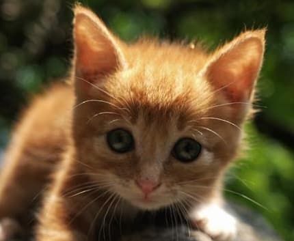 宠物可以和主人坐在一起吗_飞机托运宠物怎么领取_女子携带活体宠物登机致航班延误