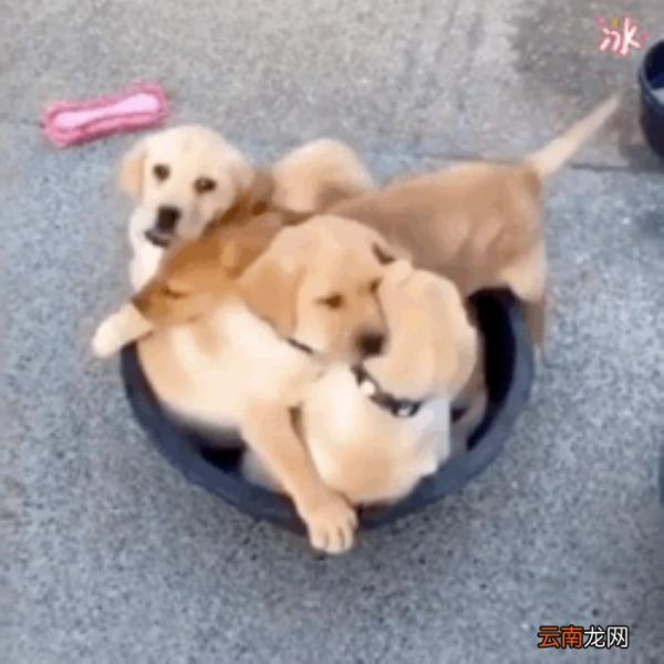 狗狗智商排名 狗的智商排名