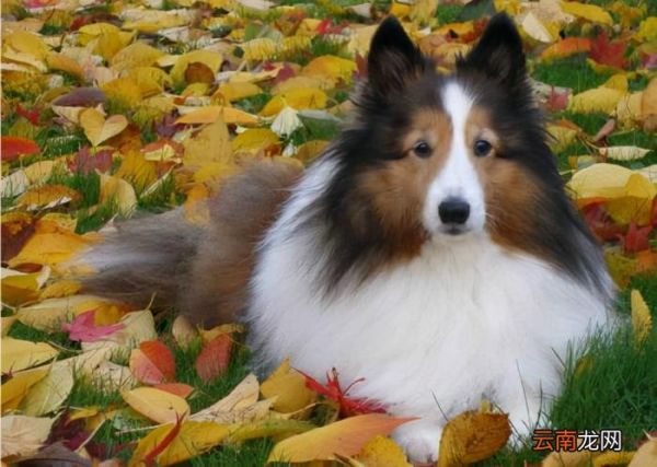 狗狗智商排名 狗的智商排名