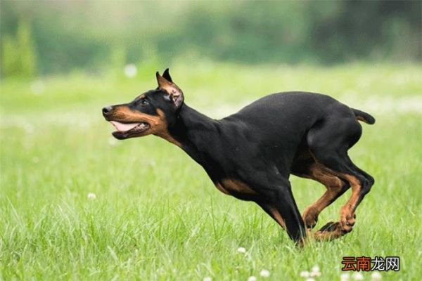 狗狗智商排名 狗的智商排名