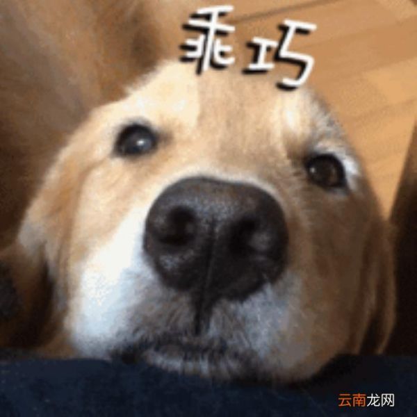 狗狗智商排名 狗的智商排名